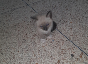 Chatons pour adoption