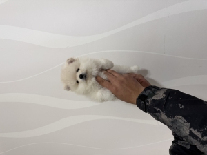 Chiot de Poméranie (spitz nain)