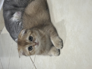 Scottish fold