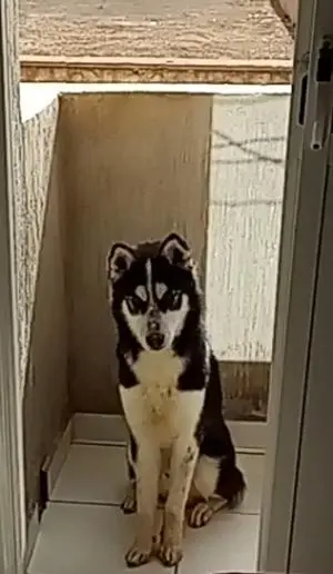 Je veux vendre mon chien