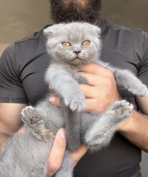 Scottish fold