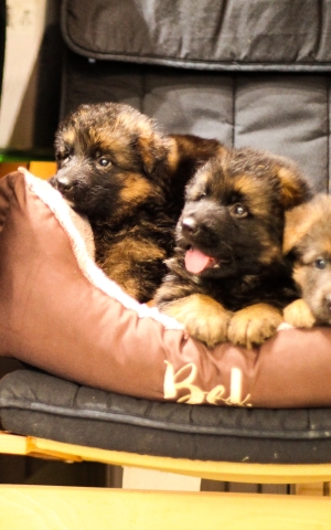 berger allemand à poils