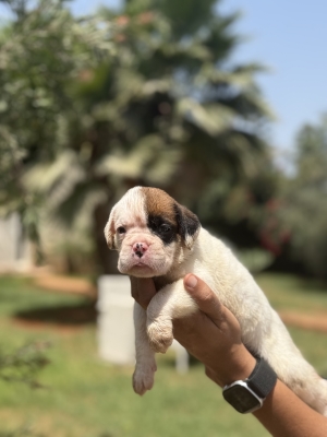 Chiots Boxer Pedigree