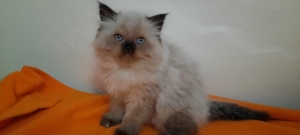 Persan hymalayen moon face