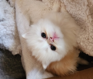 chatons Persans pure race