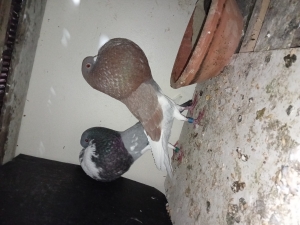 ذكر وأنثى حمام البولوا