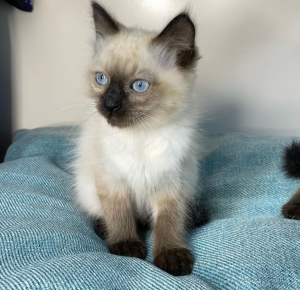 سلا حي السلام