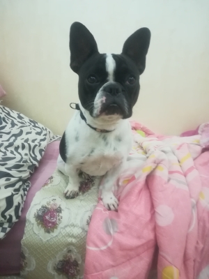 Bouledogue français