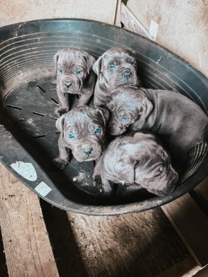 Chiot cane corso top