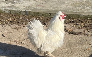 ذكر دجاج السلطان