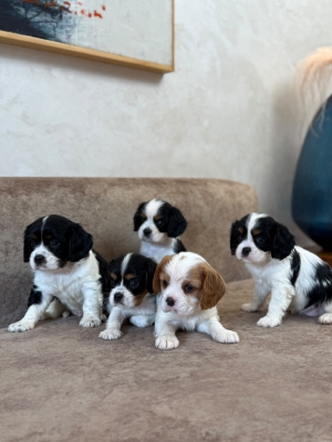 Chiot cavalier king pure race