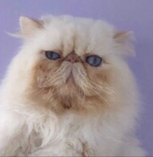 persan himalayen accouplement