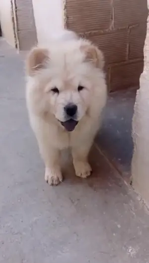 Chow-chow