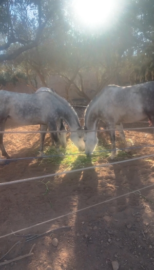 Superbe Jument Pur-Sang Arabe