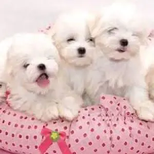 Bichon maltais