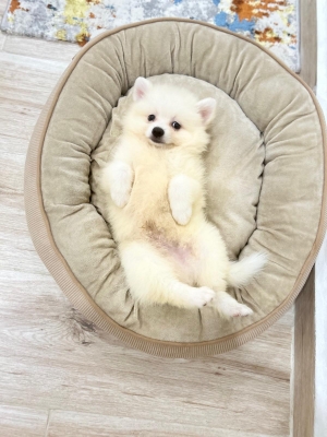 Spitz nain pomeranien