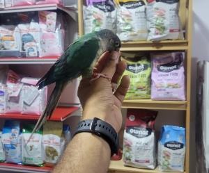 Conure molinae top dressage