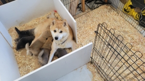 Chiots Akita inu vacciné 🐕