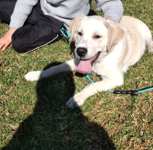 Chien labrador vacciné