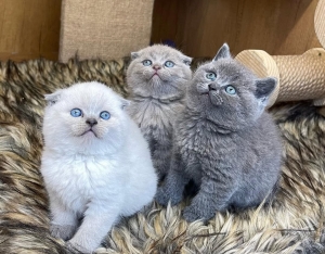 Scottish fold et straight