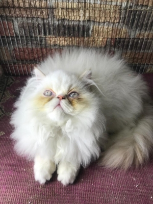 Chaton persan 2 mois