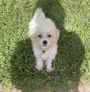 Adorable chiot Bichon Maltais femelle de 2