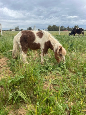 Poney Shetland à vendre