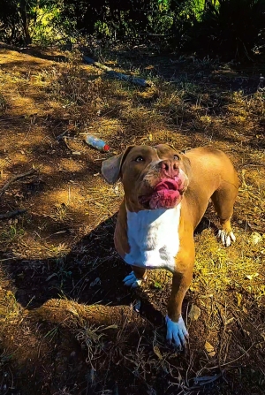 Bully