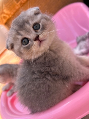 Des chatons scottish fold et straight
